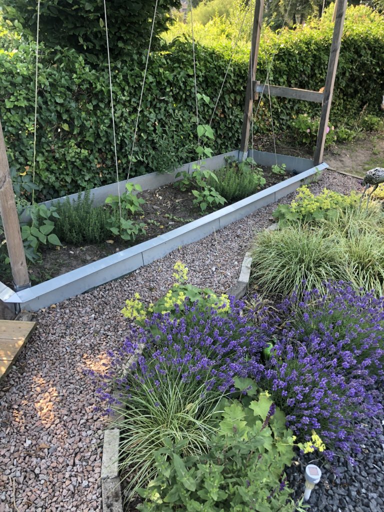 Gartenweg mit Bohnengerüst und Lavendel