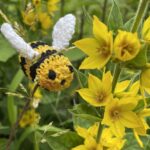 Gehäkelte Biene, kostenlose Häkelanleitung
