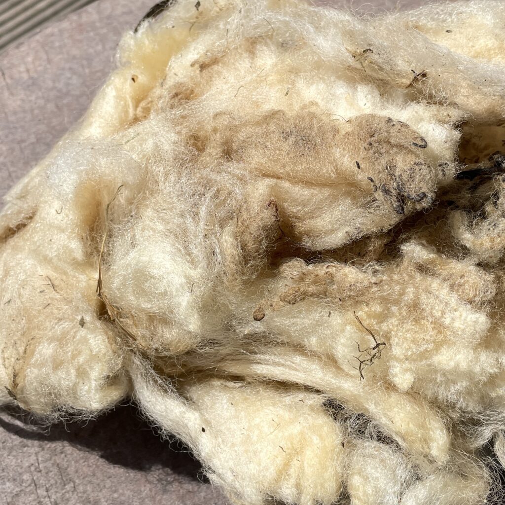 Ungewaschene Rohwolle Schaf