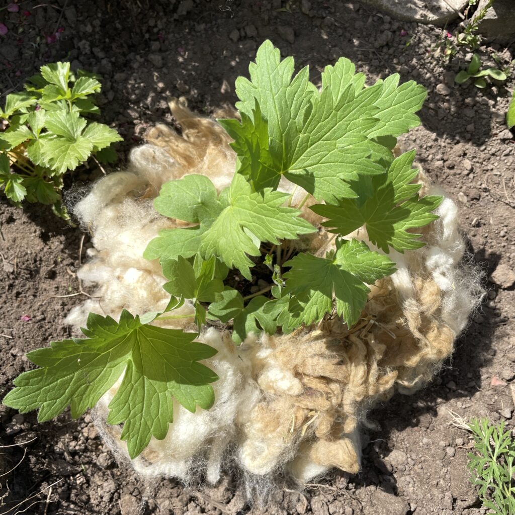 Ungewaschene Rohwolle Schaf Rittersporn