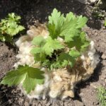 Ungewaschene Rohwolle Schaf Rittersporn
