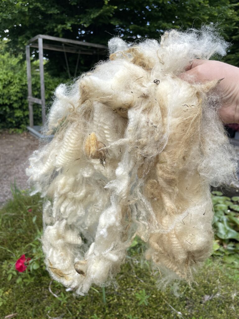 Ungewaschene Rohwolle Schaf