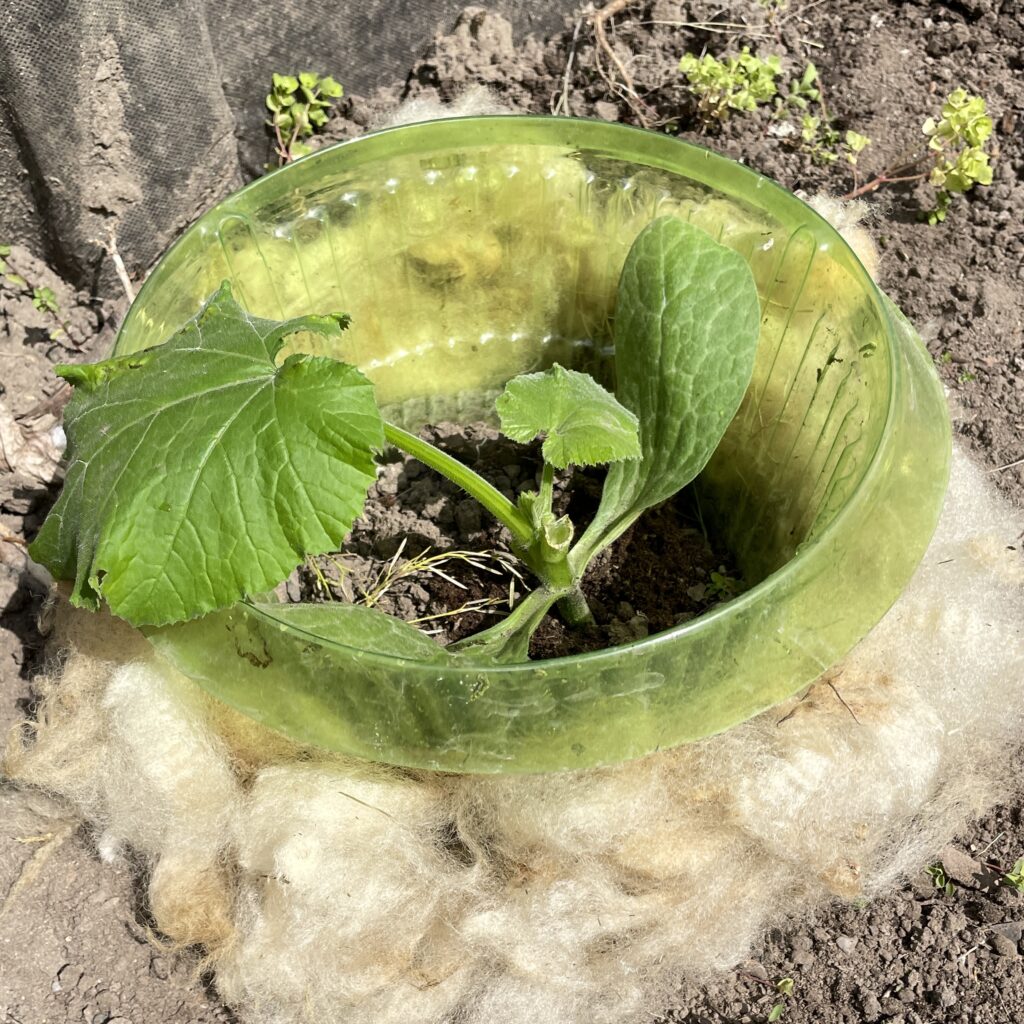 Ungewaschene Rohwolle Schaf Zucchini