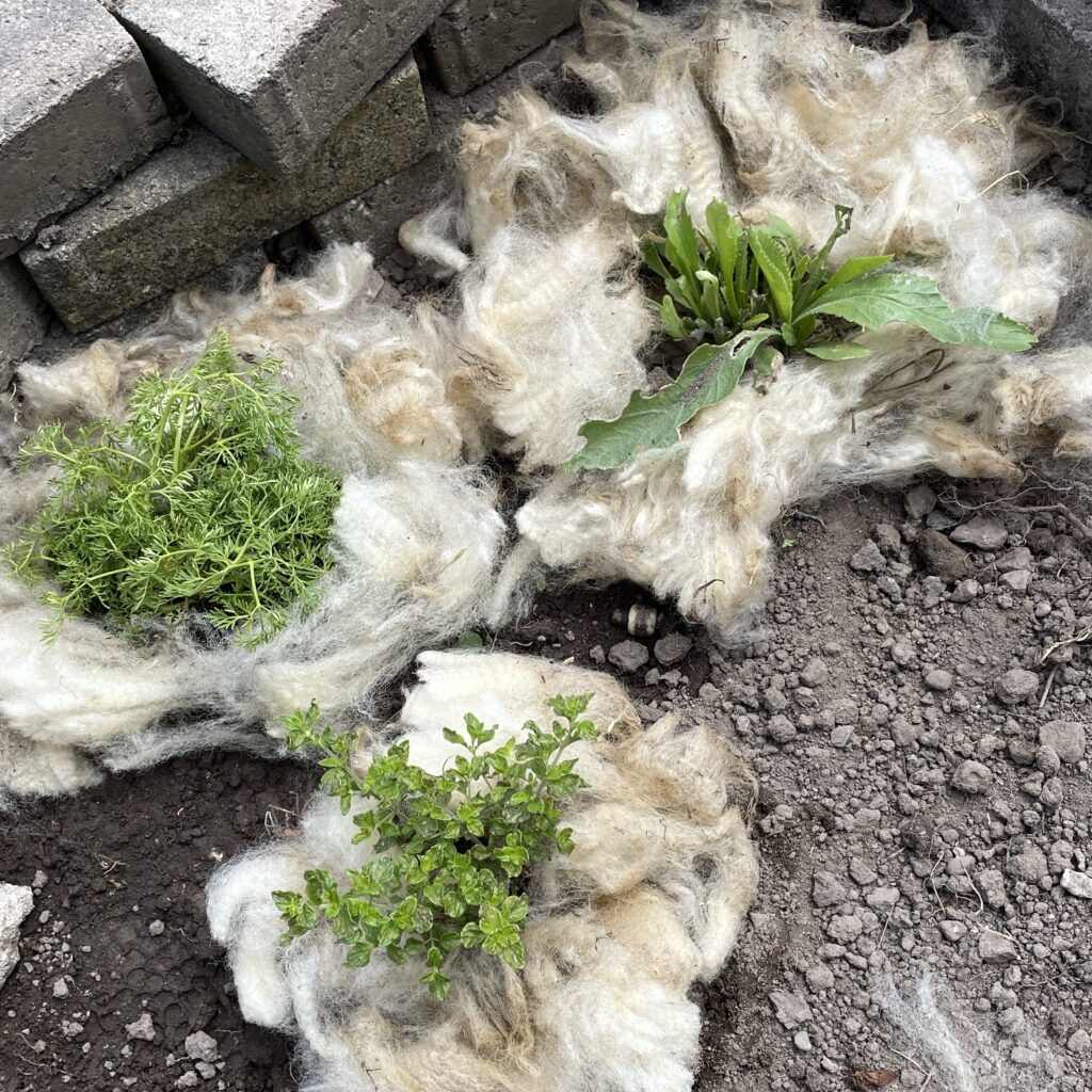 Ungewaschene Rohwolle Schaf