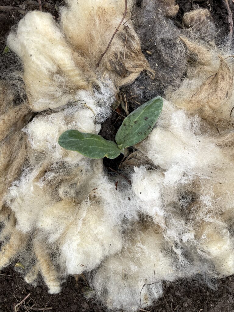 Ungewaschene Rohwolle Schaf